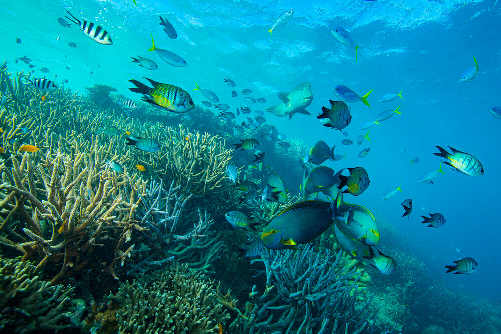 [Translate to Englisch:] Fische im Great Barrier Reef
